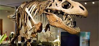 Tyrannosaurus display
